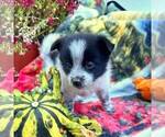 Small Photo #1 Pomeranian Puppy For Sale in ROCKVILLE, IN, USA