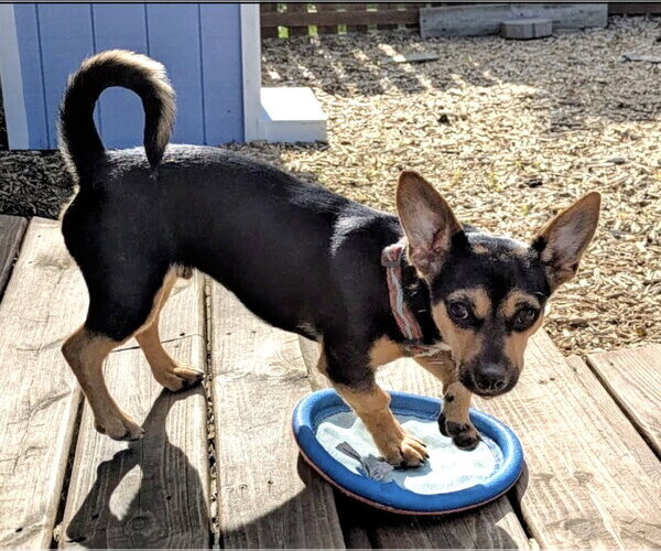 Medium Photo #3 Chiweenie Puppy For Sale in St. Louis Park, MN, USA