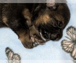Image preview for Ad Listing. Nickname: Blue boy