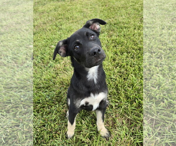 Medium Photo #1 Siberian Husky-Unknown Mix Puppy For Sale in McDonough, GA, USA
