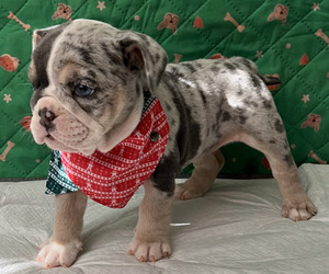 Bulldog Puppy for sale in FREDERICKSBURG, VA, USA