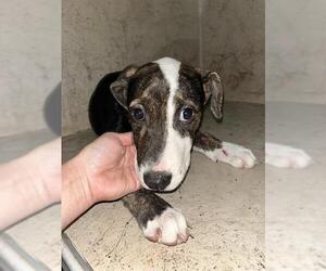 Plott Hound-Unknown Mix Dogs for adoption in Oklahoma City, OK, USA