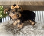 Small #7 Yorkshire Terrier