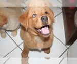 Small Photo #7 Golden Retriever Puppy For Sale in HIGH POINT, NC, USA