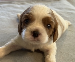 Medium Cavalier King Charles Spaniel