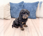 Small #3 Cavapoo (Miniature)