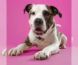 American Pit Bull Terrier Dogs for adoption in Fargo, ND, USA