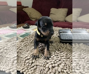 Doberman Pinscher Puppy for Sale in PITTSFIELD, Massachusetts USA