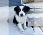 Small #2 Australian Shepherd
