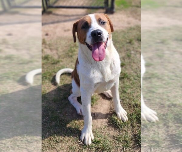 Medium Photo #6 Saint Bernard-Unknown Mix Puppy For Sale in Evansville, IN, USA