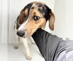 Small Beagle Mix