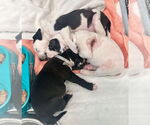 Small #3 American Bulldog Mix