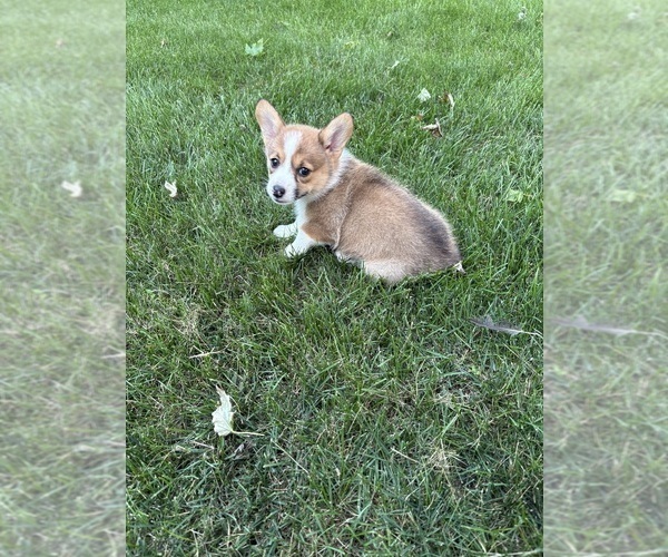 Medium Photo #20 Pembroke Welsh Corgi Puppy For Sale in MILFORD, IN, USA