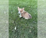 Small Photo #20 Pembroke Welsh Corgi Puppy For Sale in MILFORD, IN, USA