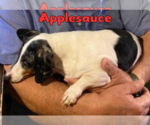 Small Photo #4 Dachshund Puppy For Sale in San Antonio, TX, USA