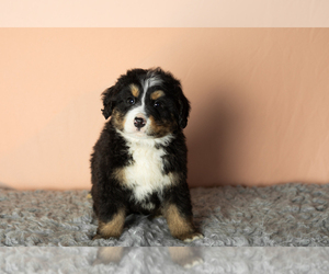 Bernese Mountain Dog-Miniature Bernedoodle Mix Puppy for sale in SHIPSHEWANA, IN, USA