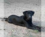 Small #3 Labrador Retriever Mix