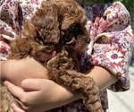 Puppy Puppy 3 Poodle (Toy)