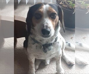 Beagle Dogs for adoption in Westminster, MD, USA