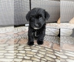 Small Photo #4 Morkie Puppy For Sale in HOLLYWOOD, FL, USA