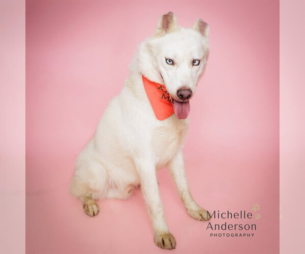 Medium Photo #2 Siberian Husky Puppy For Sale in Corona, CA, USA