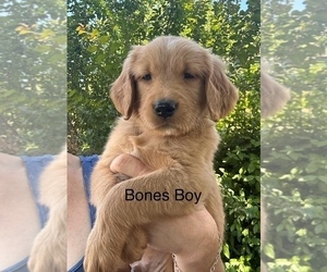 Golden Retriever Puppy for sale in WILTON, CA, USA