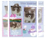 Image preview for Ad Listing. Nickname: Litter of 4