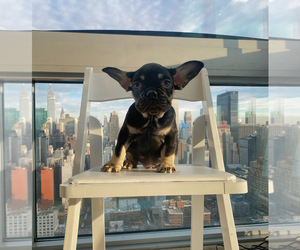 French Bulldog Puppy for sale in NEW YORK, NY, USA