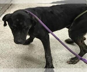 Black and Tan Coonhound-Unknown Mix Dogs for adoption in Conroe, TX, USA