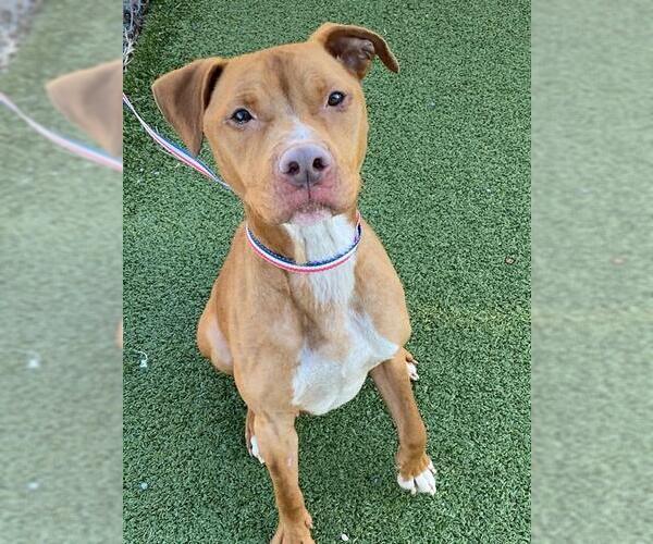 Medium Photo #2 Mutt Puppy For Sale in Fayetteville, NC, USA