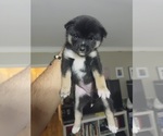 Small #6 Shiba Inu