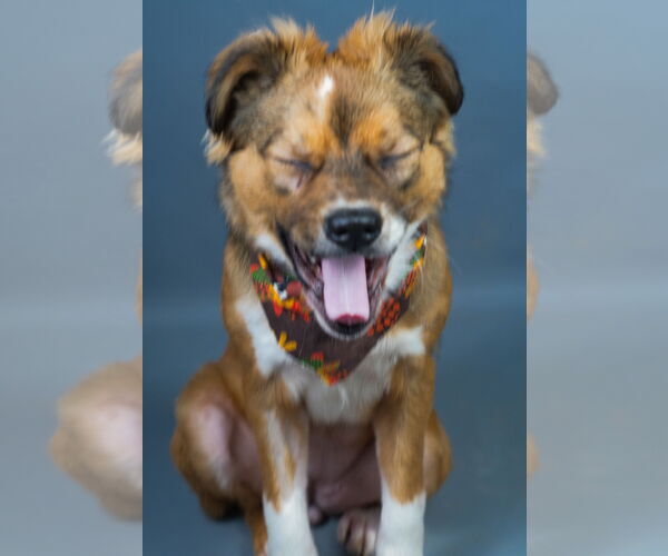 Medium Photo #2 Colonial Cocker Spaniel-Unknown Mix Puppy For Sale in Holly Springs, MS, USA