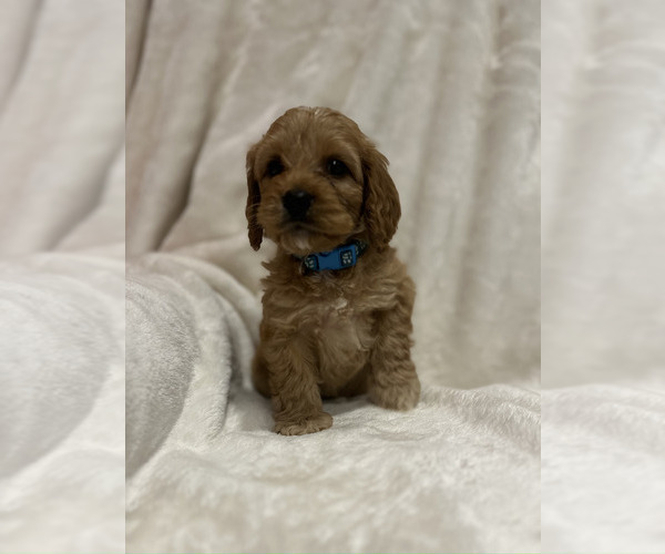 Medium Photo #2 Cockapoo (Miniature) Puppy For Sale in LOGAN, IA, USA