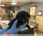 CARL - Male Pug-Unknown Mix Dog for Adoption - Small photo