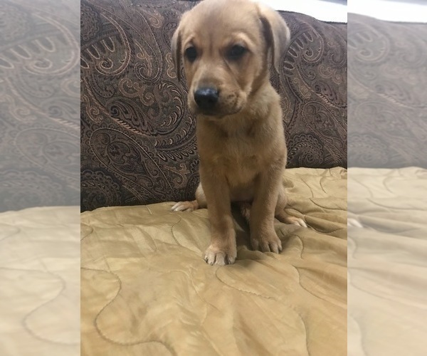 Medium Photo #1 Black Mouth Cur-German Shepherd Dog Mix Puppy For Sale in MONROE, WI, USA