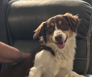 Border-Aussie Puppy for sale in SAN TAN VALLEY, AZ, USA
