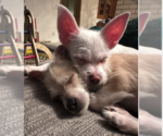 Small #2 Chihuahua Mix