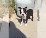 Tupac Biggie - Male Boston Terrier Puppy for Sale - Photo #2