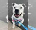 Small #5 American Staffordshire Terrier Mix