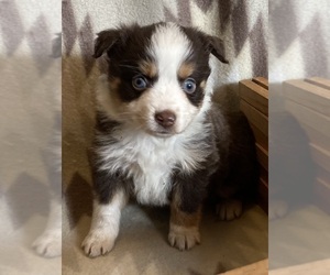 Miniature Australian Shepherd Puppy for sale in FORT MORGAN, CO, USA