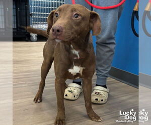 Dachshund-Unknown Mix Dogs for adoption in Washington, DC, USA