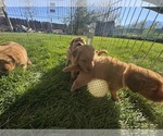Small #4 Golden Retriever