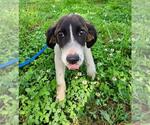 Small #2 Labrador Retriever Mix