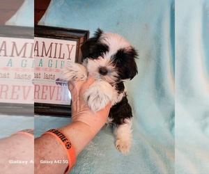 Morkie Puppy for Sale in BELDING, Michigan USA