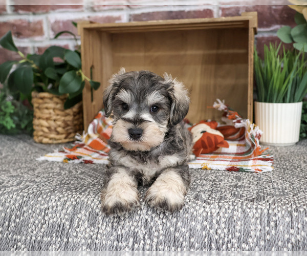 Medium Photo #5 Schnauzer (Miniature) Puppy For Sale in SYRACUSE, IN, USA