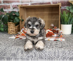 Small #4 Schnauzer (Miniature)