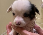 Small Photo #19 American Corgi Puppy For Sale in BRANDON, FL, USA