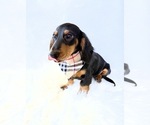 Small #10 Dachshund