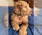 Small #6 Labradoodle