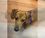Small #6 Dachshund